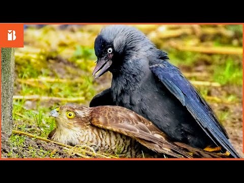 12 Brutal Moments When Hawk Attacked On Crow
