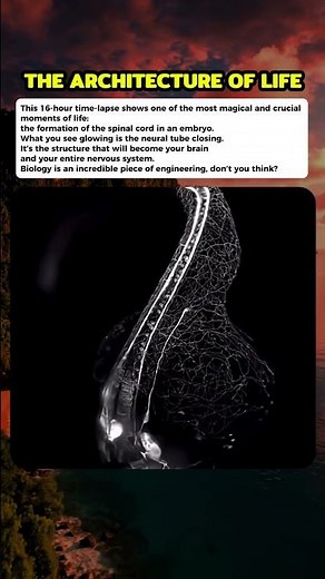 The moment your nervous system begins. #curiosity #mistery
