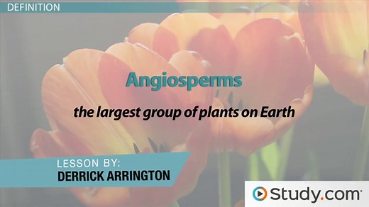 Angiosperms | Definition & Examples