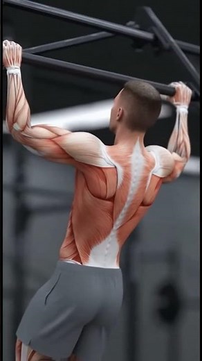3D Pull-Up Animation – Watch Back Muscles Contract | Muscle Motion