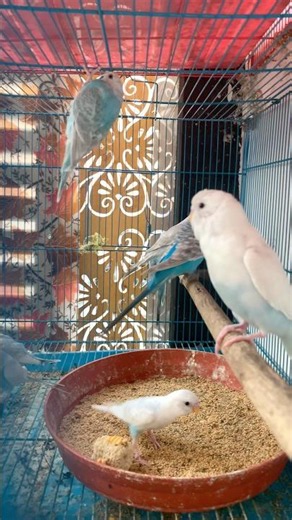 Days 06 mini vlog My Budgie parrot Cahe #howtobreedbudgies #birds