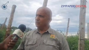 Agricultural Rural Development Authority (ARDA) Board Chairperson Mr Ivan Craig has urged rural farmers to take tomato production seriously as they have an opportunity to make money. He was speaking on the sidelines of a field day at Senator Apolonia Munzverengi’s homestead in Wedza North, Mashonaland East Province. 📹 : Muchaneta Chimuka | The Herald-Zimbabwe