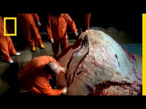 Elephant Guts | National Geographic