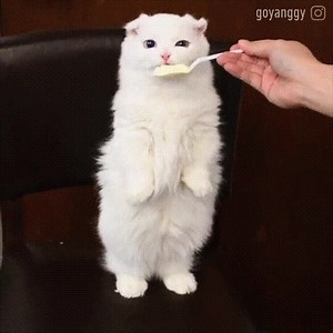 Cuteness overload | Banana Scale