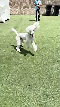 Standard Poodle: Handsome and Showing Off!