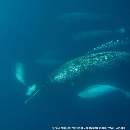 What grows up to 17 feet in length and weighs up to 4,200 pounds? They’re often called the unicorn of the sea… | World Wildlife Fund
