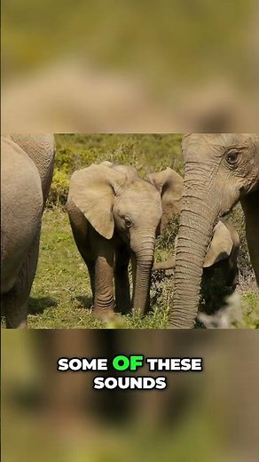 Elephant Communication Secrets Revealed!