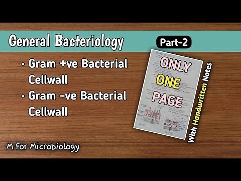 General Bacteriology | Cell wall of gram positive & gram negative bacteria | With Diagram | One page