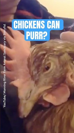 🔊 Volume up— this is what it looks like when a chicken feels safe and cared for💗🐔