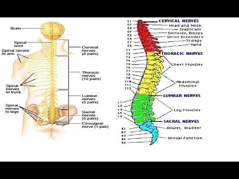Two Minutes of Anatomy: Spinal Nerves