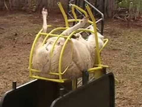 sheep cradle