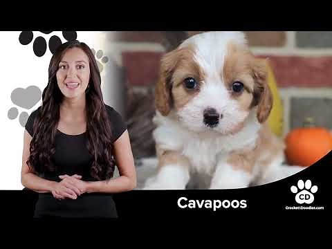 Cavapoo Breed Information and Characteristics