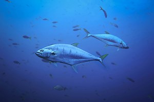 MEPS UPDATE MED AND ATLANTIC BLUEFIN TUNA MANAGEMENT MEASURES