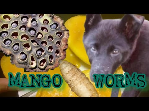 Mango Worms