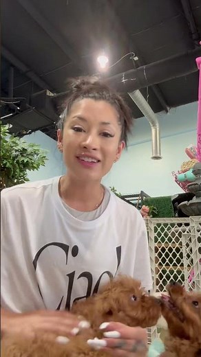 Meet Our Cavapoo Puppies For Sale