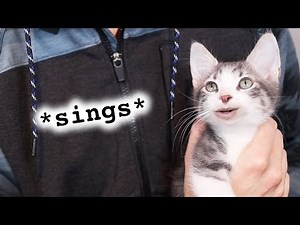 When your cat writes a song