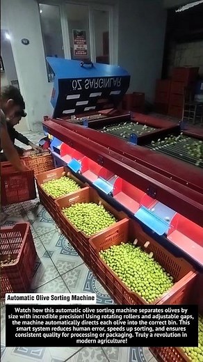 Automatic Olive Sorting Machine – Smart Agriculture Innovation! 🍈🤖