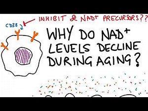 Why do NAD+ levels decline in aging?