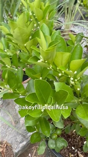 My Calamondin is Loaded with Flowers | Calamansi Tree Blooming Update