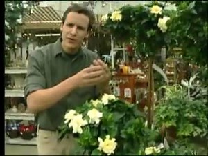 How to Care for a Gardenia