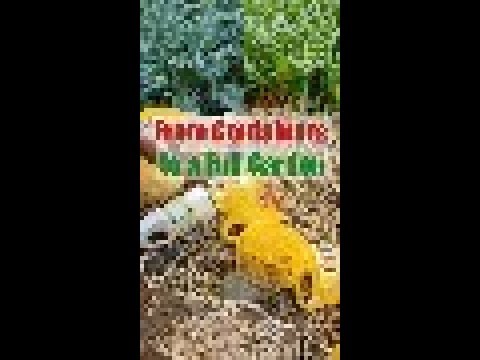 How To Grow Vegetables In Containers | Affordable Plastic Container Gardening | Step-By-Step Guide