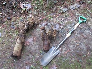 How to propagate Yuccas from trunk cuttings