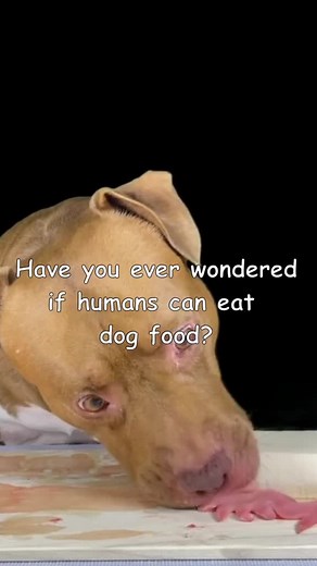 Can Humans Eat Dog Food? Exploring the Risks and Safety