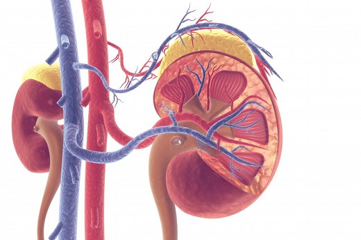 Renal Vein: Anatomy, Function, and Significance