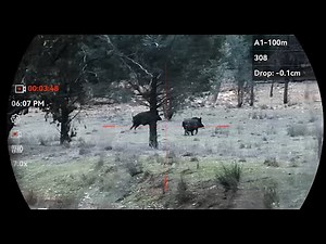 Pig Hunting NSW | Hunting with Hikmicro Alpex 4K | Hog hunt Australia