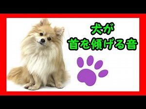 Sound that makes Dog Tilt head♪Sound that attract Dog♪ Mosquito sound ♪ [Sound source] [I love dogs]