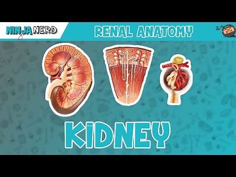Renal | Kidney Anatomy Model