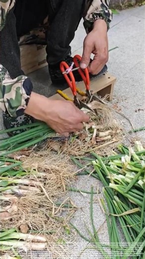 Two pairs of scissors side by side – the blades move simultaneously to cut onions.