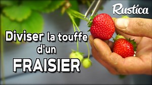 Diviser les fraisiers sans stolons : guide pratique et efficace