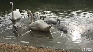 15K views · 1.5K reactions | The Trumpeter swan cygnets born back in...