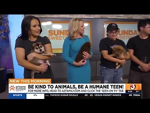 Adopt these 3 puppies through the Arizona Humane Society