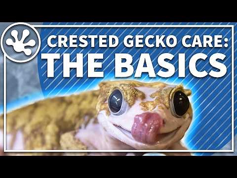 Crested Gecko Care Guide: The Basics | Everything You Need To Get Started With Your Crested Gecko!