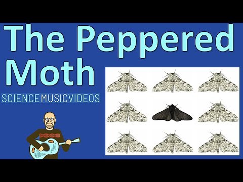 Natural Selection Song: The Ballad of the Peppered Moth