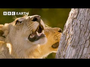 Lioness vs Leopard | Big Cats 24/7 | BBC Earth