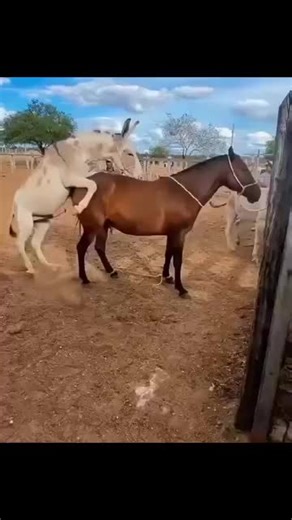 romantic (@romanticlovescene)’s videos with original sound - romantic