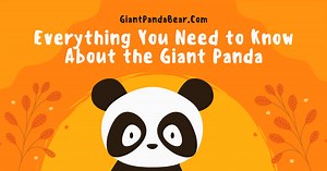 Everything You Need to Know About the Giant Panda | The Giant Panda Bear