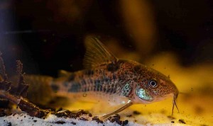 How To Lower pH In An Aquarium With Vinegar - A Complete Guide