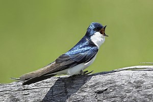 How to Identify and Attract a Tree Swallow