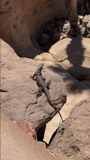 A Day at the Arizona-Sonora Desert Museum