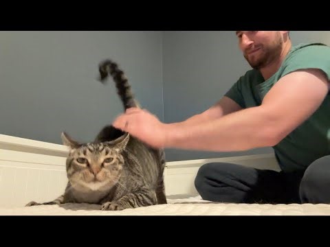 Spanking the cat