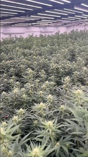 How to Grow Weed Easy! #plants #garden #cannabis