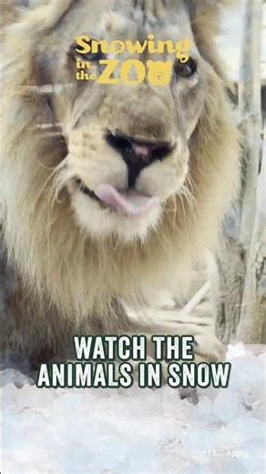 Snowing in the Zoo just got better! ❄️