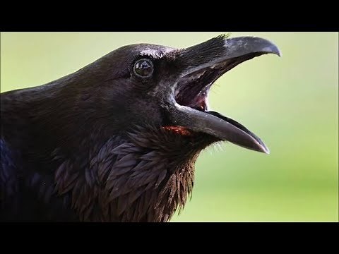 Crow Sounds