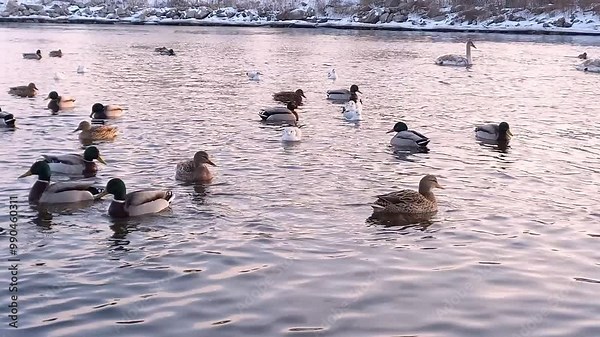 Mallards, swans and gulls swim in pond. Wintering of migratory birds in unfrozen river in city. Wild waterfowl diving into water in search of food. Fauna of Ukraine