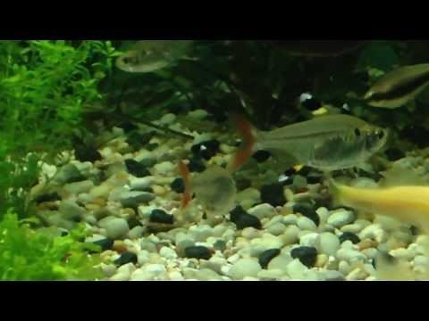 X-Ray Pristella Tetra (Pristella maxillaris) Overview