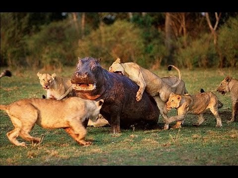 National Geographic Documentary - Fighting to Survive Wild Nature - Wildlife Animal